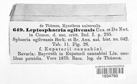 Leptosphaeria ogilviensis image